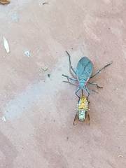 Homalodisca liturata