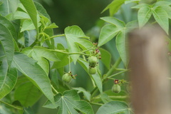 Jatropha gossypiifolia