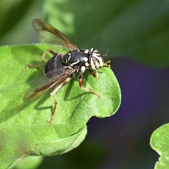 Spilomyia fusca