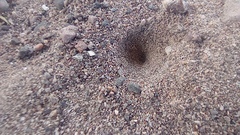 Brachynemurus