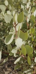 Arctostaphylos viscida mariposa