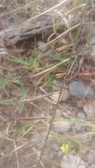 Bouteloua aristidoides