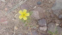 Tribulus terrestris
