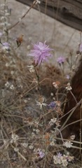 Lessingia leptoclada