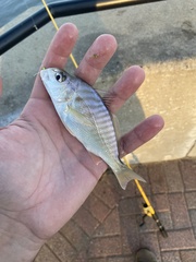 Leiostomus xanthurus