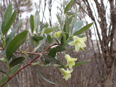 Billardiera sericophora