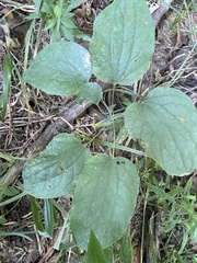 Smilax ecirrhata