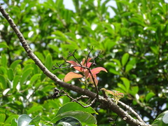 Ehretia longiflora