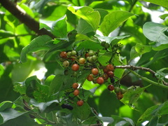 Ehretia longiflora
