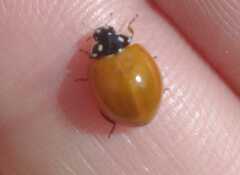 Cycloneda sanguinea