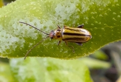 Grammicopterus flavescens