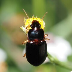 Harpalinae