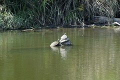 Pseudemys concinna concinna