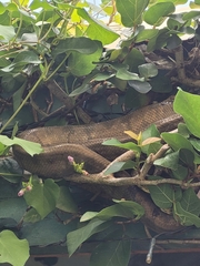 Corallus grenadensis