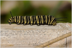 Danaus erippus