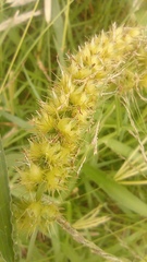 Cenchrus echinatus