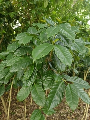 Coffea arabica