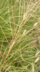Leptochloa dubia