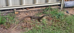 Varanus panoptes panoptes
