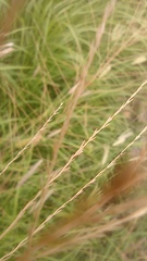 Poaceae