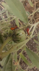 Hemiptera