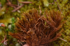 Racomitrium macounii