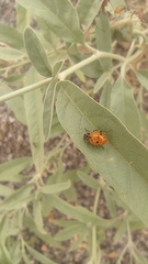 Hippodamia convergens
