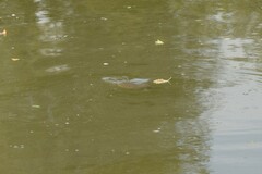 Apalone spinifera pallida