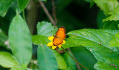 Tegosa anieta