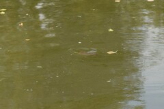 Apalone spinifera pallida