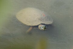 Pseudemys concinna concinna