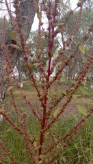 Amaranthus palmeri