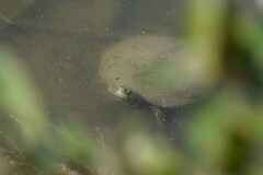 Pseudemys concinna concinna