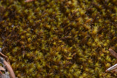 Racomitrium macounii