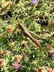 Schistocerca alutacea