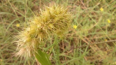 Cenchrus echinatus