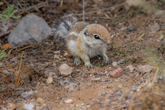 Ammospermophilus leucurus