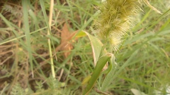 Cenchrus echinatus
