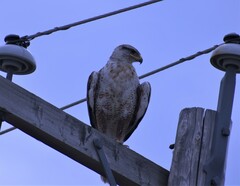 Buteo regalis