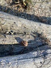 Cepaea