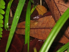 Occidozyga laevis