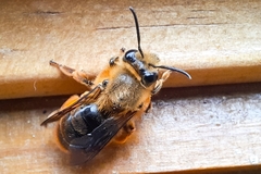 Cadeguala occidentalis