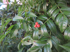 Sorbus commixta