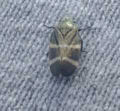 Aeneolamia albofasciata