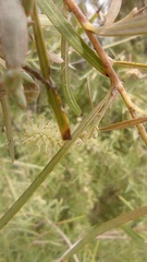 Salix exigua