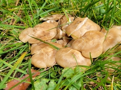 Lyophyllum decastes