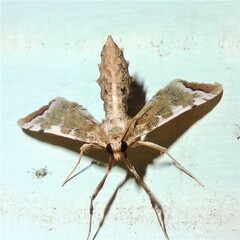 Leucinodes cordalis