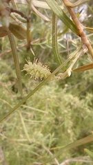 Salix exigua