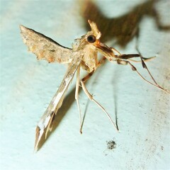 Leucinodes cordalis