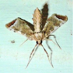 Leucinodes cordalis